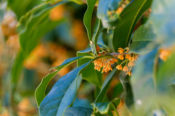 金木犀のオレンジ色の花と緑の葉