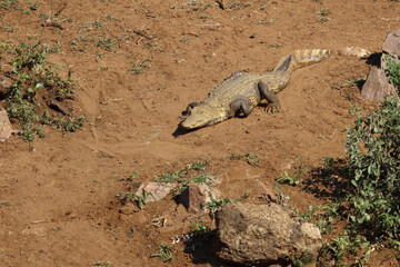 Obraz premium Nilkrokodil / Nile crocodile / Crocodylus niloticus