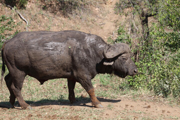 Fototapeta premium Kaffernbüffel / African buffalo / Syncerus caffer