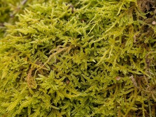 Plait-moss (Hypnum), in a British forest