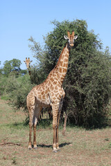 Giraffe / Giraffe / Giraffa camelopardalis