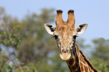 Giraffe / Giraffe / Giraffa camelopardalis
