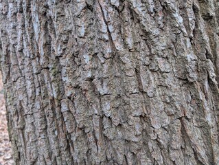 Texture of tree bark