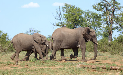 Fototapeta premium Afrikanischer Elefant / African elephant / Loxodonta africana