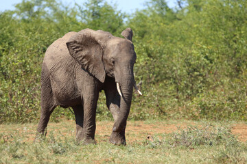 Obraz premium Afrikanischer Elefant / African elephant / Loxodonta africana