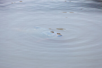 scaled fish submerged near the surface in still water lake making circles of small waves on the surface

