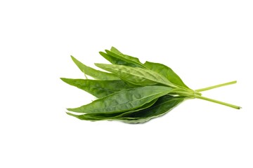 Andrographis Paniculata Leaves or Green Chiretta with Copy Space Isolated on White Background, Also Known as Kalmegh, Uses as Ayurvedic Herbal Medicine