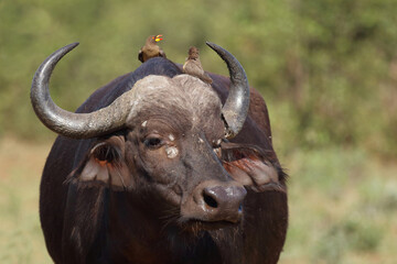 Kaffernbüffel und Gelbschnabel-Madenhacker / African buffalo and Yellow-billed oxpecker / Syncerus caffer et Buphagus africanus.
