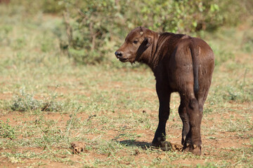 Kaffernbüffel / African buffalo / Syncerus caffer.