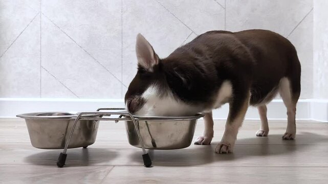 Chihuahua Dog Eating from Bowl