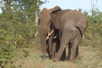 Obraz premium Afrikanischer Elefant / African elephant / Loxodonta africana