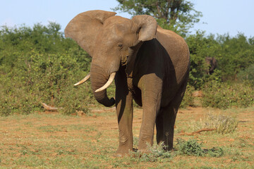 Obraz premium Afrikanischer Elefant / African elephant / Loxodonta africana