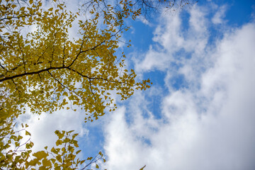 青空に映える黄葉のイチョウ