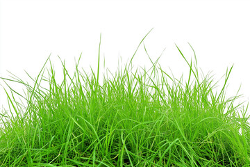 Fototapeta premium Perfect green Grass, Isolated. Generative AI