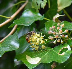 Une abeille sur une fleur