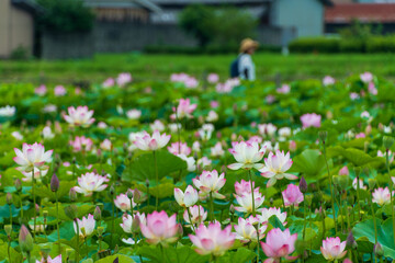 夏の蓮池に咲くピンクのハスの花
