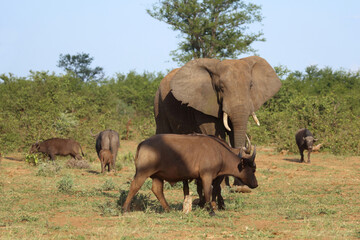 Afrikanischer Elefant und Kaffernb&uuml;ffel / African elephant and African buffalo / Loxodonta africana et Syncerus caffer