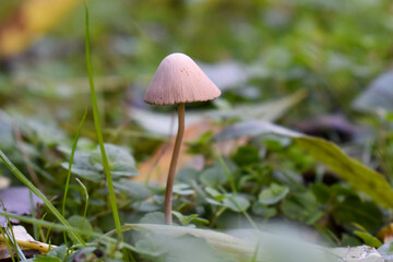 Couleurs et faune en automne