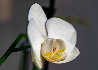 Une orchidée blanche 