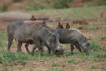 Warzenschwein und Gelbschnabel-Madenhacker / Warthog and Yellow-billed oxpecker / Phacochoerus africanus et Buphagus africanus..