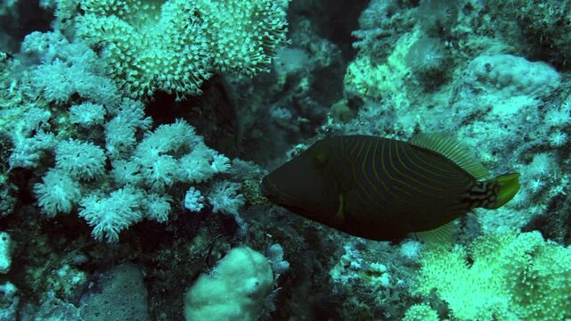 oranged-lined triggerfish in the coral reef