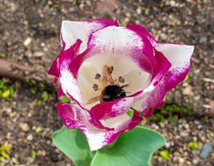 Un bourdon se cache dans une tulipe 
