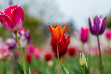 de belles tulipes dans un parc 