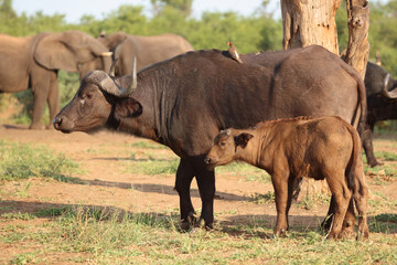 Kaffernbüffel und Gelbschnabel-Madenhacker / African buffalo and Yellow-billed oxpecker / Syncerus caffer et Buphagus africanus..