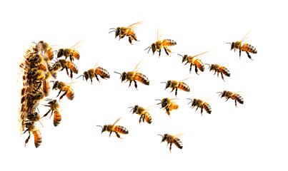 Obraz premium Bees Swarming and Leaving Hive to Form New Colony in Nature Isolate on White Background