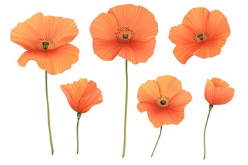 Obraz premium Vibrant Red Poppies Isolated on White: Perfect for Spring Designs, Floral Prints, Greeting Cards, Invitations, Textile Patterns, Wallpaper, Website Banners, Blog Headers, Social Media Graphics, 