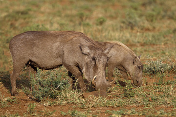 Warzenschwein / Warthog / Phacochoerus africanus...