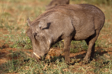 Warzenschwein / Warthog / Phacochoerus africanus