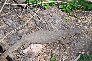 Resting Monitor Lizard on Dry Terrain