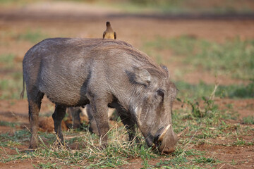Warzenschwein / Warthog / Phacochoerus africanus..