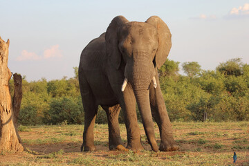 Obraz premium Afrikanischer Elefant / African elephant / Loxodonta africana