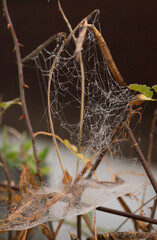 Dew-Covered Spider Web on Dried Branches &ndash; Macro Nature Photography