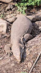 Resting Monitor Lizard on Dry Terrain