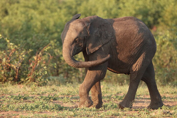 Afrikanischer Elefant / African elephant / Loxodonta africana
