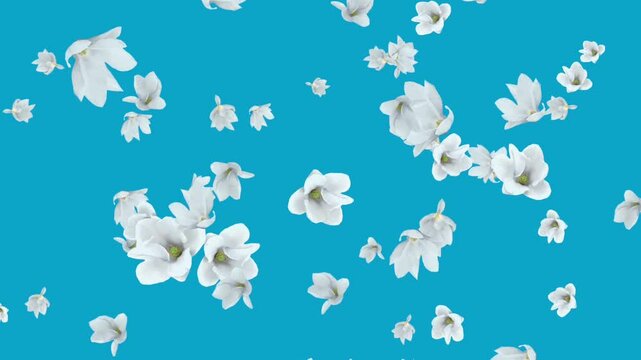 Illustration of white flower petals that fall with a sky blue background