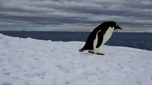 Adelie penguin walking on icy surface near ocean in Antarctica. Climate change, polar ecosystems. Pygoscelis adeliae