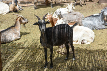 Obraz premium Farm goats in their pen with contrast light