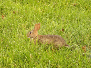 rabbit in the grass