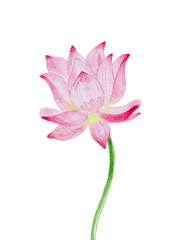 pink lily flower illustration in watercolor artstyle