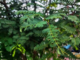 fern leaf in the forest