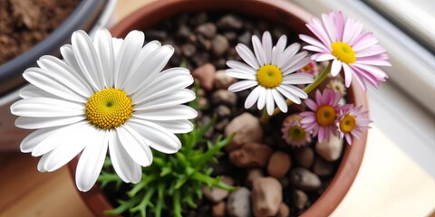 Close up of lithops plant in a pot indoors with daisy-like flowers, mimicking stones, desert charm, daisy, flowers, brighten