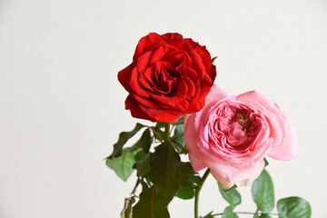 ピンクと赤のばら