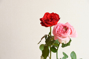赤とピンクのばら