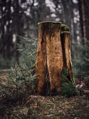 old tree stump in the forest