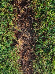 green grass on the field