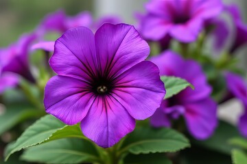 Fototapeta premium Close-up of Vibrant Purple Flowers with Detailed Petals and Green Leaves
